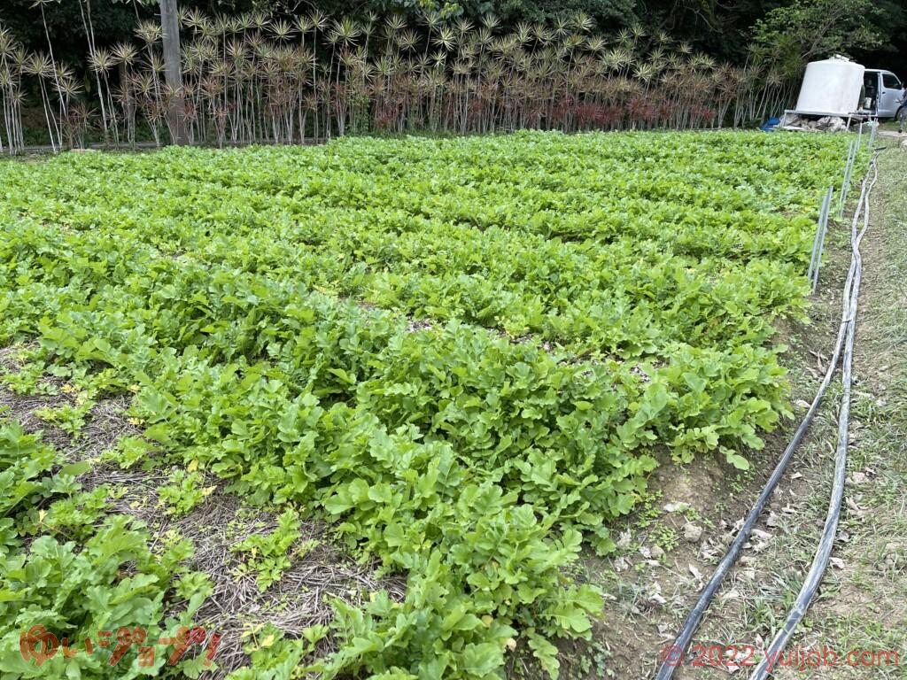 農場 大根の間にセロリの赤ちゃん?