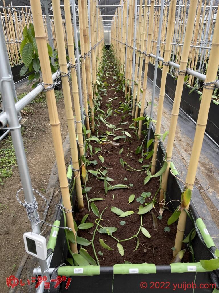 バニラ苗の赤ちゃん