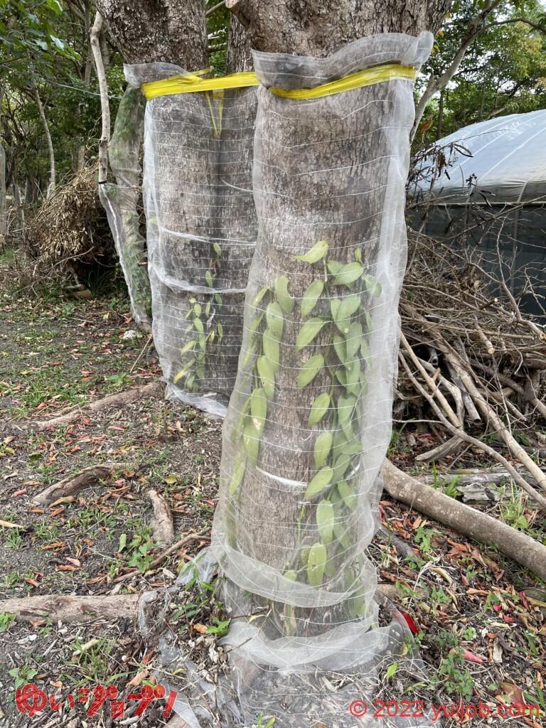 バニラ栽培 定植①