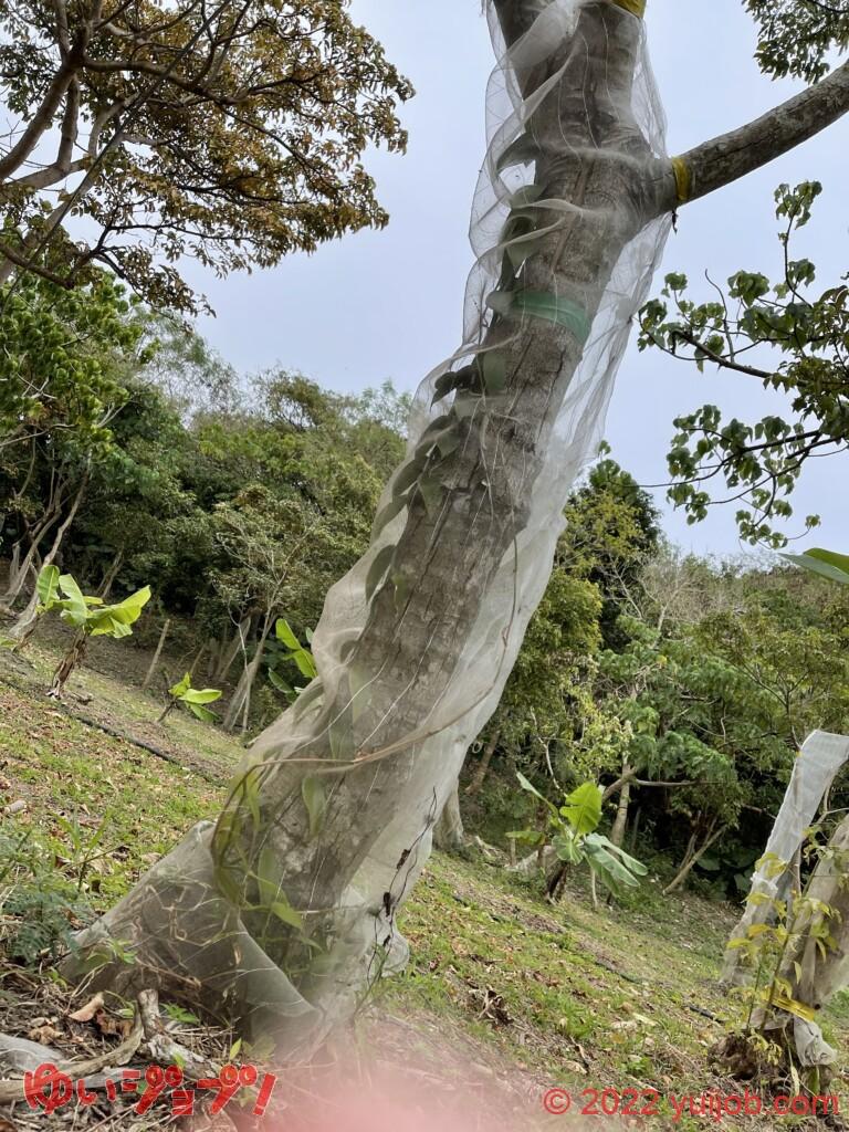 バニラ栽培 定植②