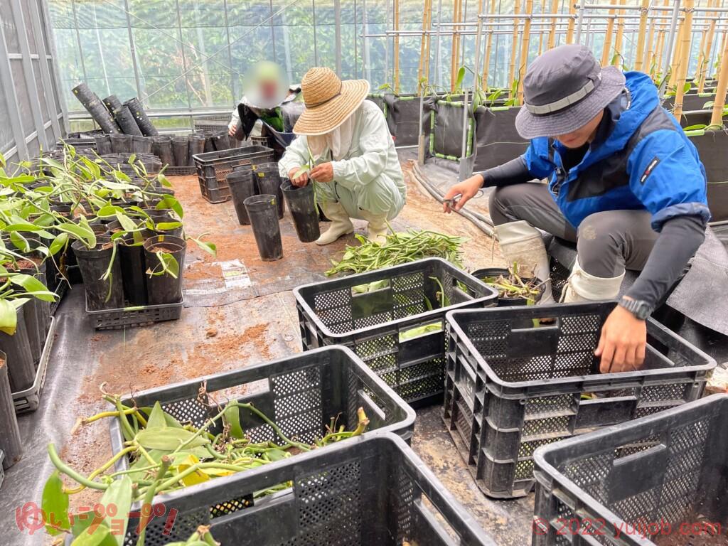 バニラ栽培 ハウスで作業