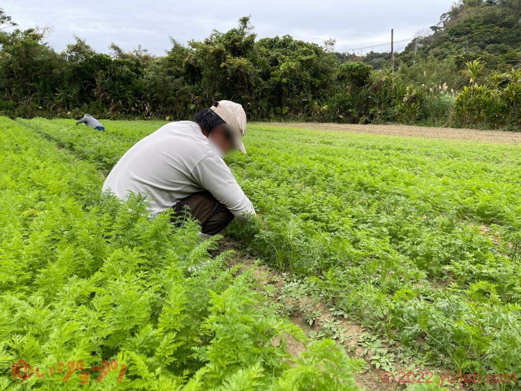 農場 にんじん畑の間引き作業